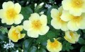 Flori - Trandafir canar
