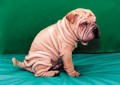 Animale - cutzu :P