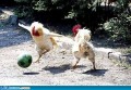 Animale - Chicken football