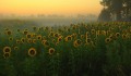 Peisaje - Floarea Soarelui
