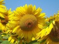 Flori - Floarea-soarelui