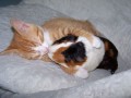 Animale - Un pupic pe botic