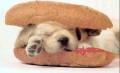 Animale - Hot-dog