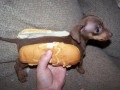 Animale - Hot dog