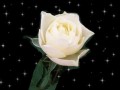 Flori - Trandafir cosmic