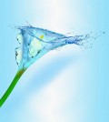 Flori - Ice-flower