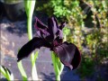 Flori - Iris