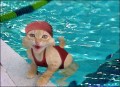 Animale - La piscina