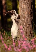 Animale - Ne jucam de-a v-ati ascunselea
