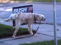 Animale - Nu-i place de Bush