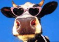 Animale - O vaca cool