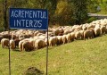 Animale - Oile si agrementul