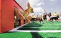 Animale - Pe care chihuahua pariezi?