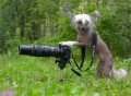 Animale - Vreau un zambet laaarg !