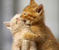Animale - Si pisicile se iubesc