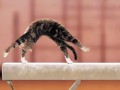 Animale - Pisicuta gimnasta