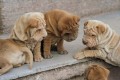 Animale - Shar Pei