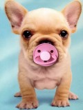 Animale - Baby dog