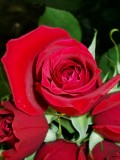 Flori - Rose