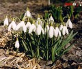 Martie - Buchet de ghiocei