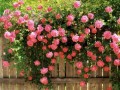 Flori - Trandafiri curgatori