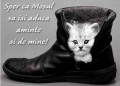 Animale - Oare vine mosul si la mine?