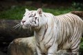 Animale - White tiger
