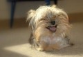 Animale - Happy!!!