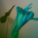 Flori  blue flower