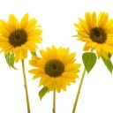 Flori  