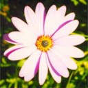Flori  